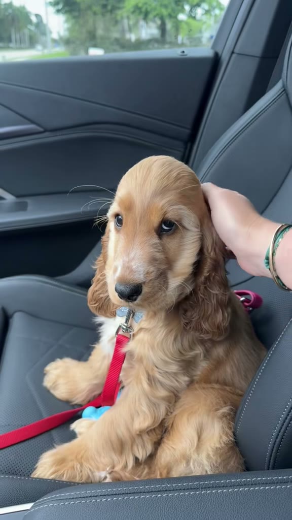 Pretty Little Baby: puppy edition, original TikTok video by Captain & Crew