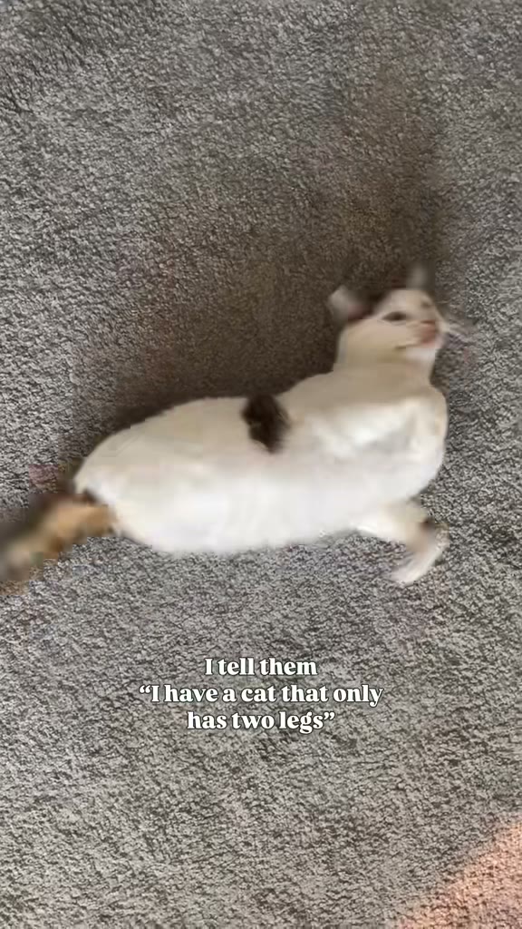 Rocket has his own moves, original TikTok video by Rocket